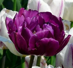 Tulipan Negrita Double 8 løg